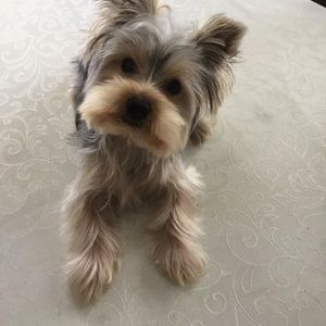 Meet your Posher, Carla